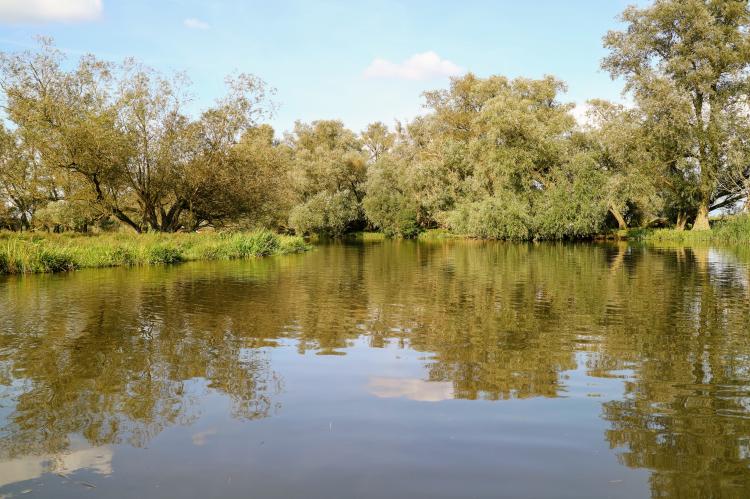 Sumpfwälder im Nationalpark De Biesbosch